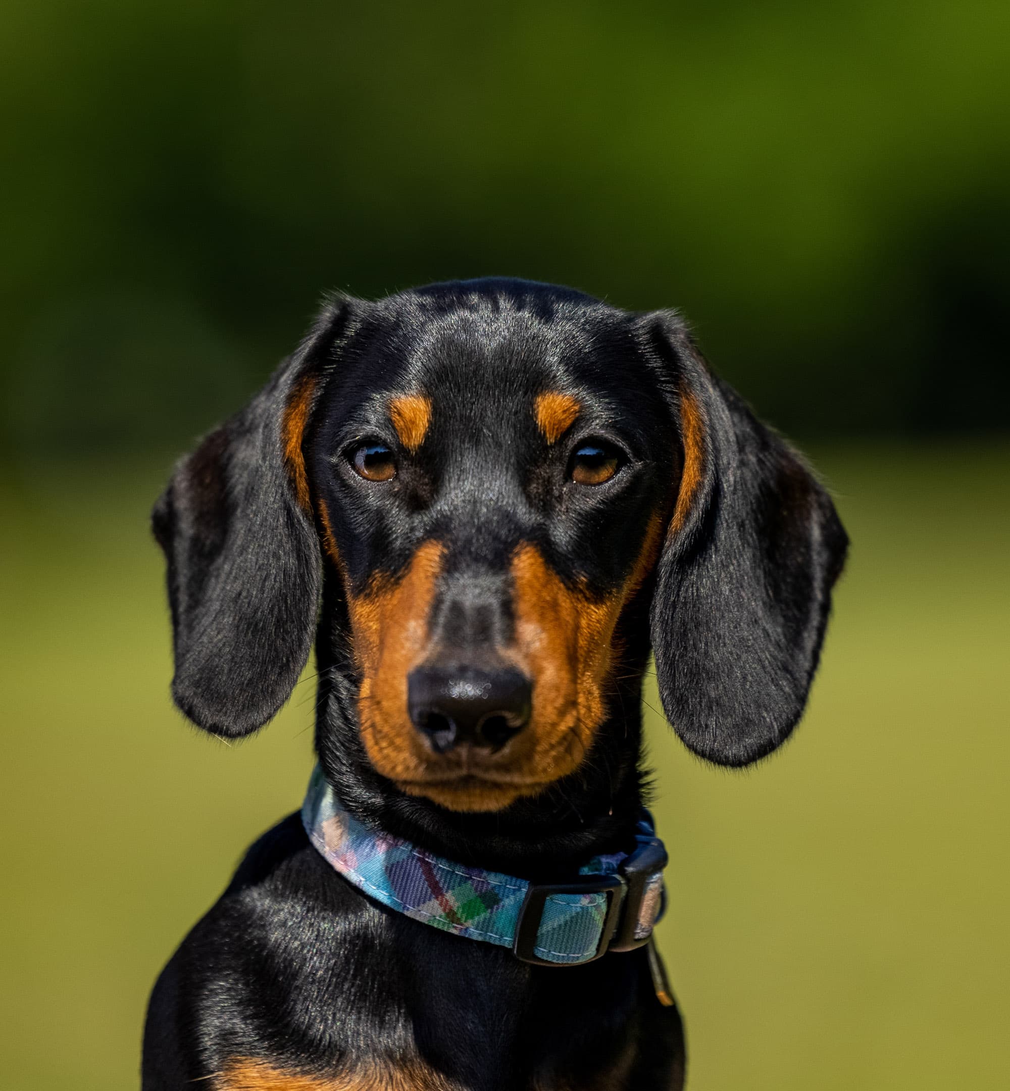 A black and tan miniature dachshund's coat is glossy in the morning sun during his photoshoot at Greenwich Park.