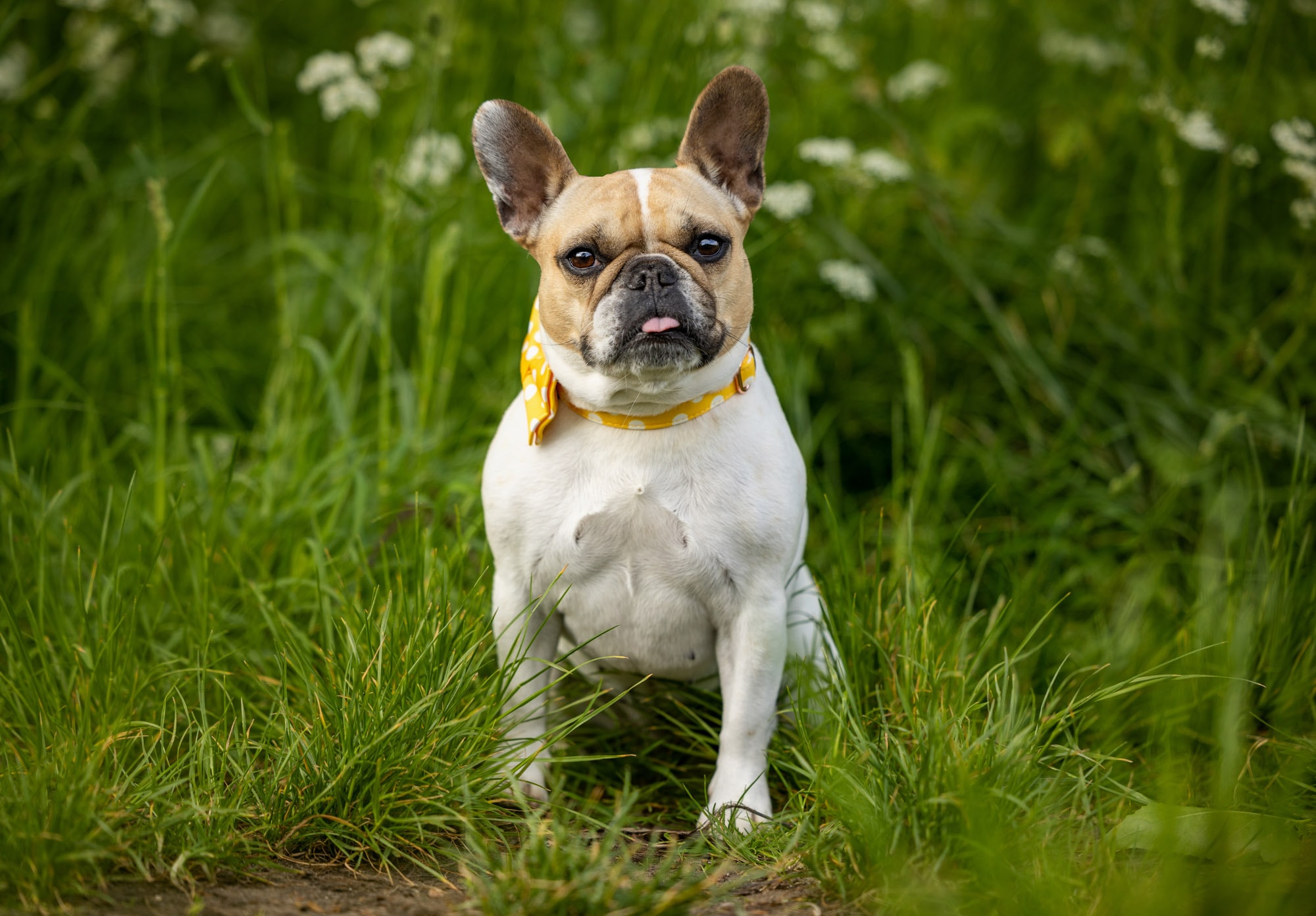 London Dog Photographer - image of a French Bulldog sitting in the grass
